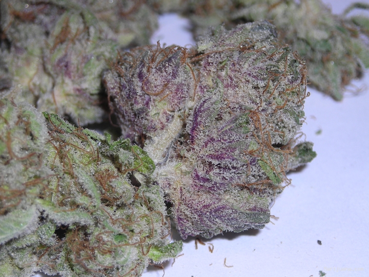Blackberry Kush