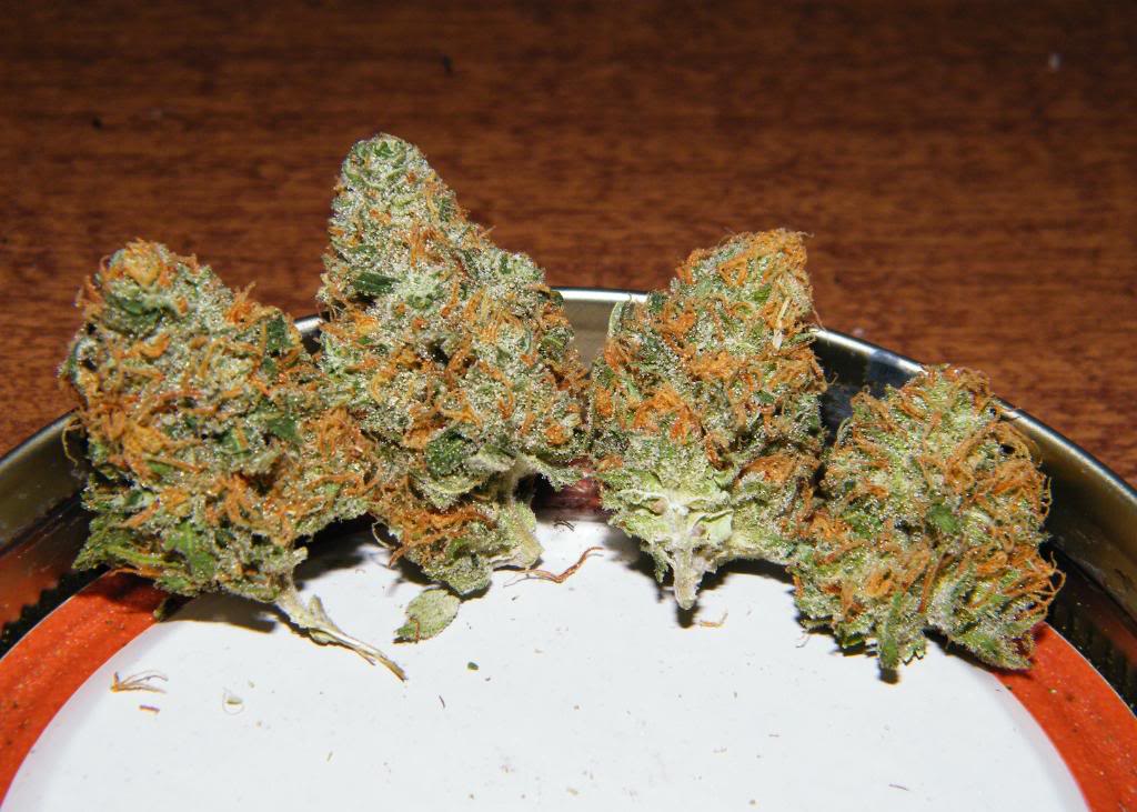 Blueberry x White Widow