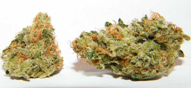Cinderella 99 x Blueberry