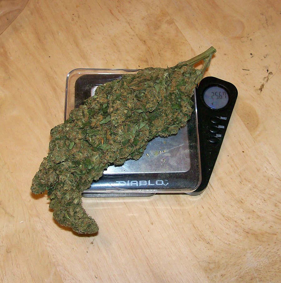 Giant Bud
