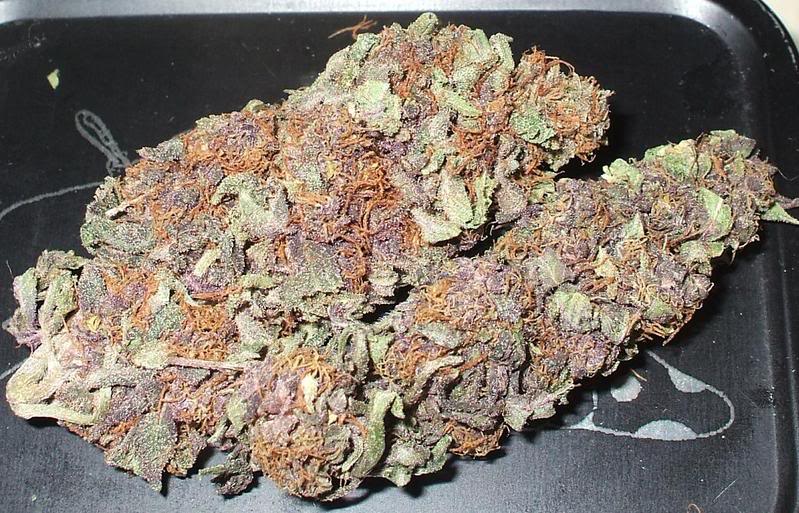 Grandaddy Purple
