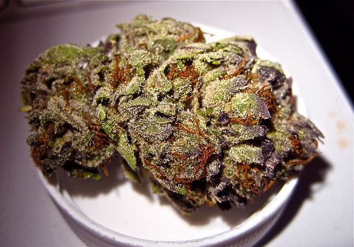 Purple Kush