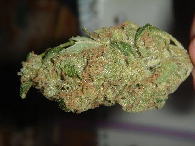 Sour Diesel